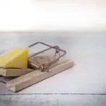 Schädlingsbekämpfung mit Käse