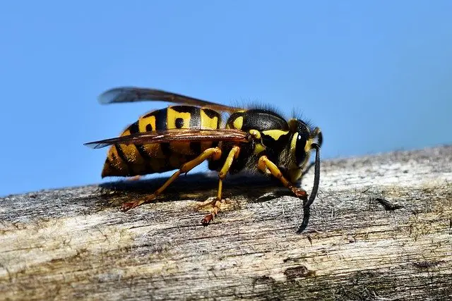 Eine Wespe auf einem Stück Holz.